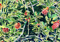Pomegrantite Blooms-11" x 15"- watercolor -$400