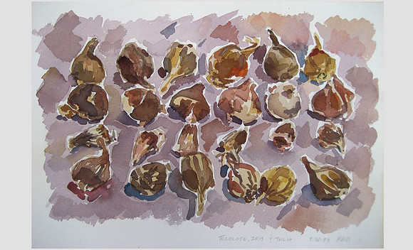 Bulbs - watercolor 11"x15" $400